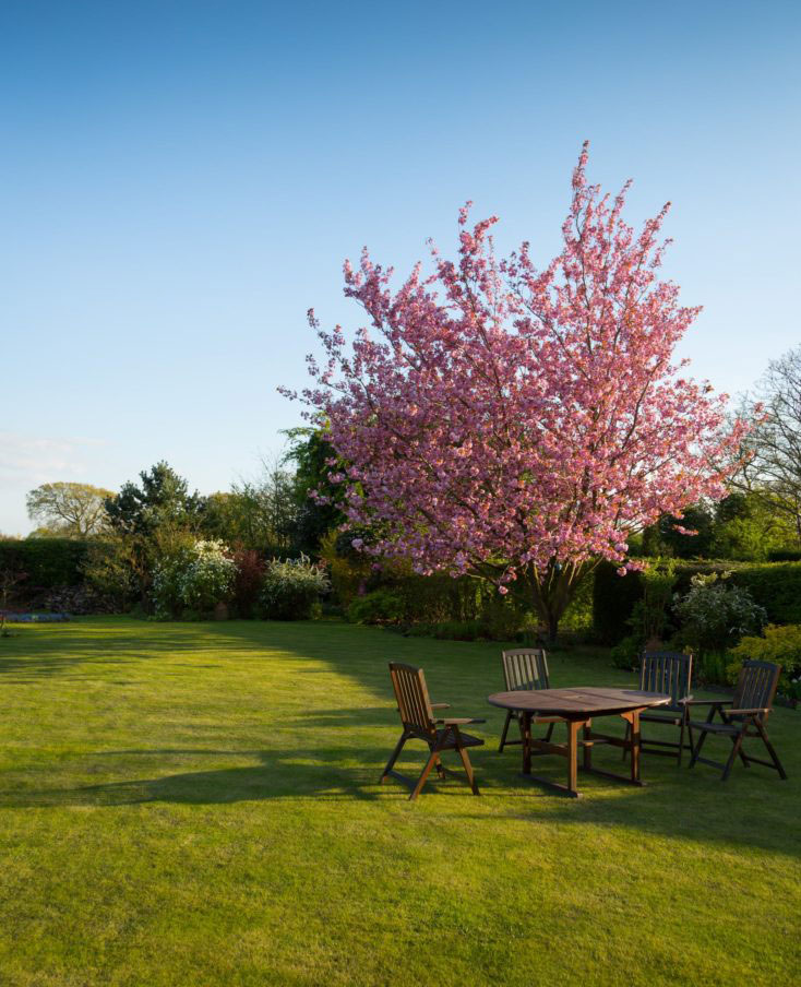 Tout savoir sur le paulownia Tout savoir sur le paulownia