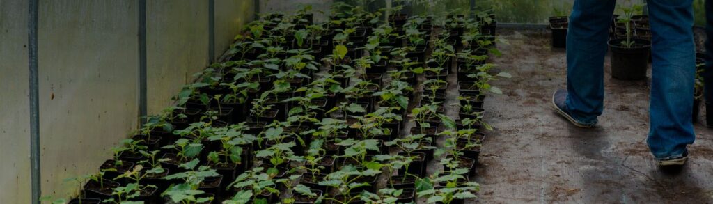 Plants de paulownia