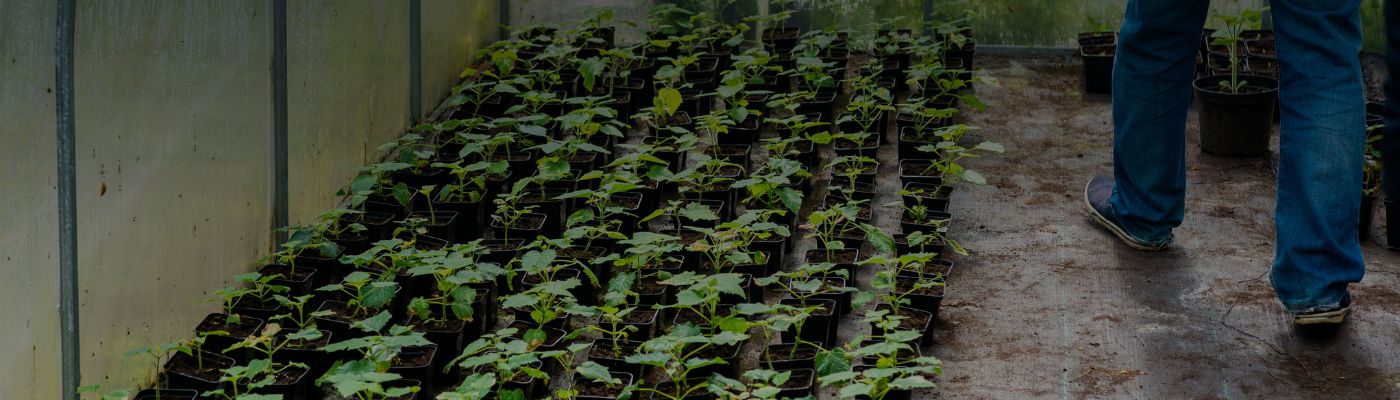 Quand planter le Paulownia ?