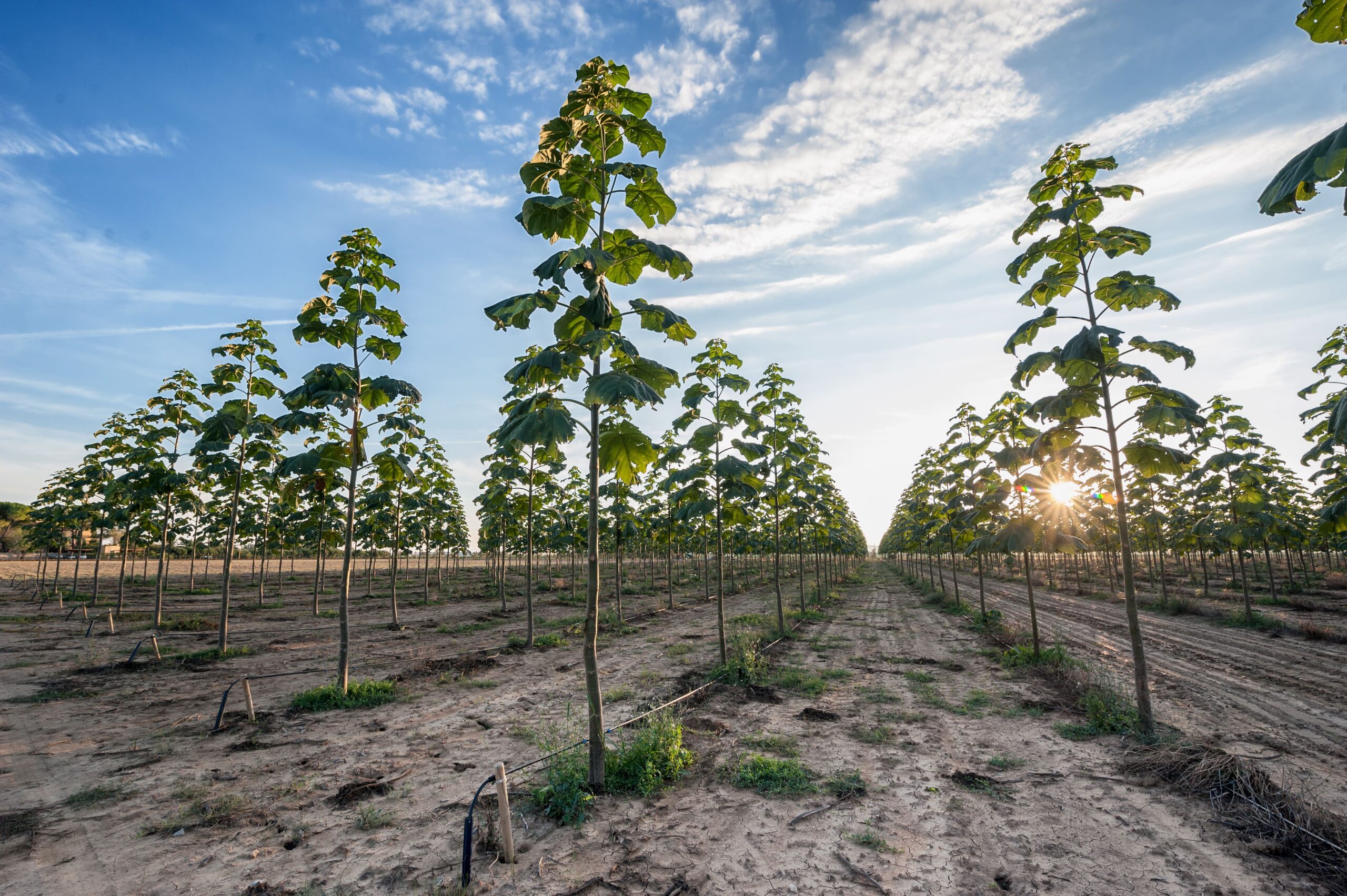 Plantation de Paulownia Plantation de Paulownia