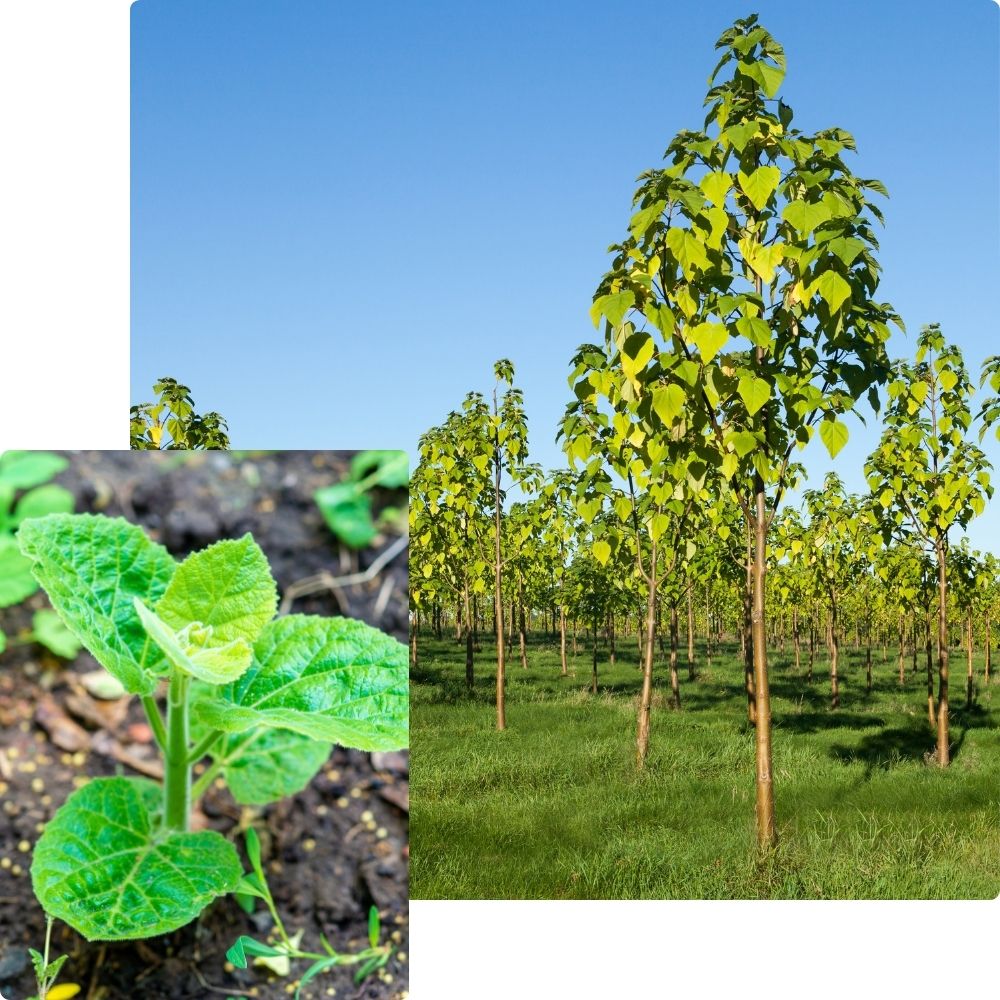 Paulownia Tomentosa Paulownia Tomentosa