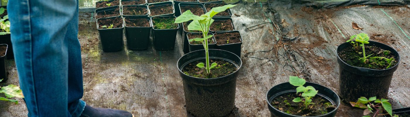 Paulownia en pot Paulownia en pot