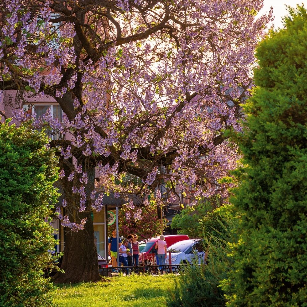 Paulownia ornemental Paulownia ornemental