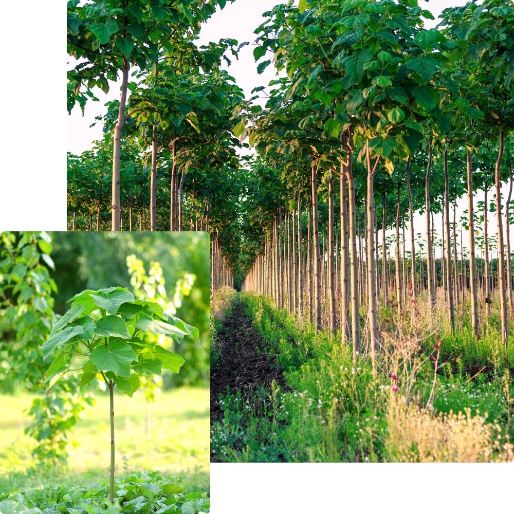 Paulownia Shan tong Paulownia Shan tong