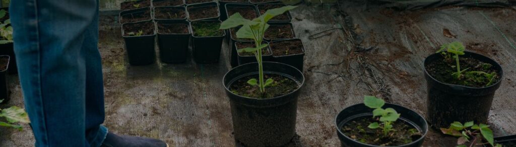Paulownia en pot