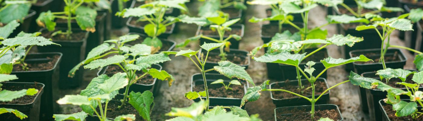 Le Paulownia est-il invasif ?