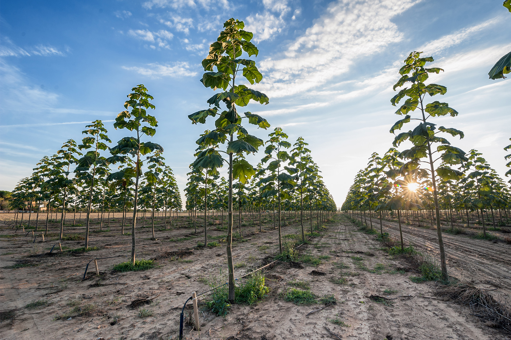 plantation de paulownia