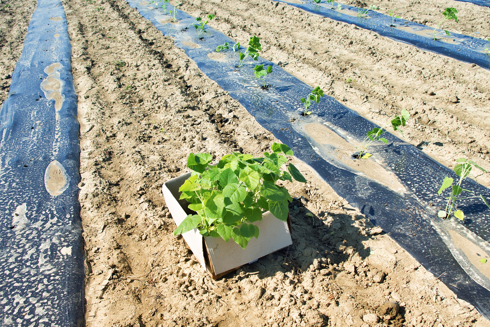 Plantation de plants de paulownia