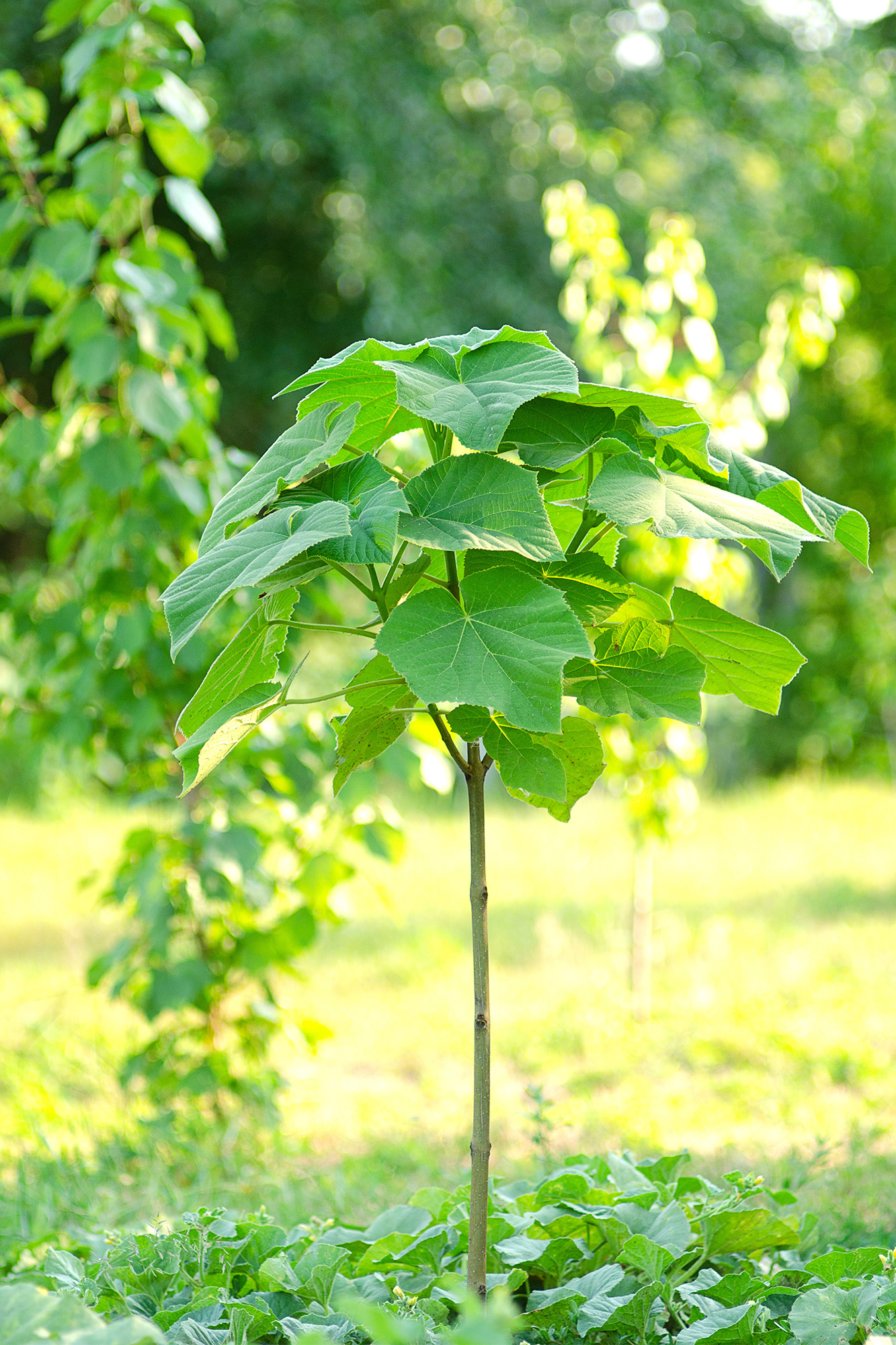 jeune_plan_de_paulownia