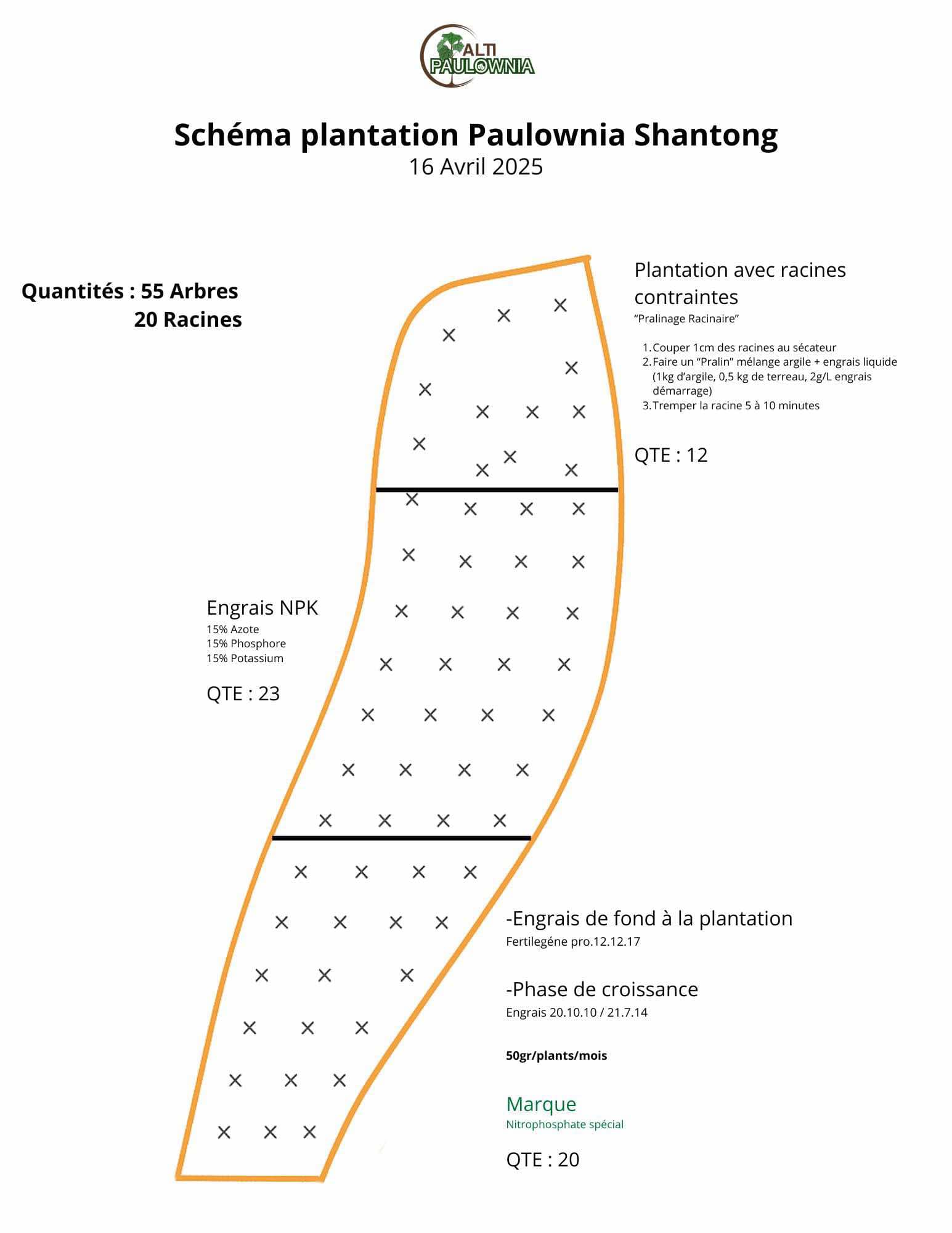 plan plantation paulownia