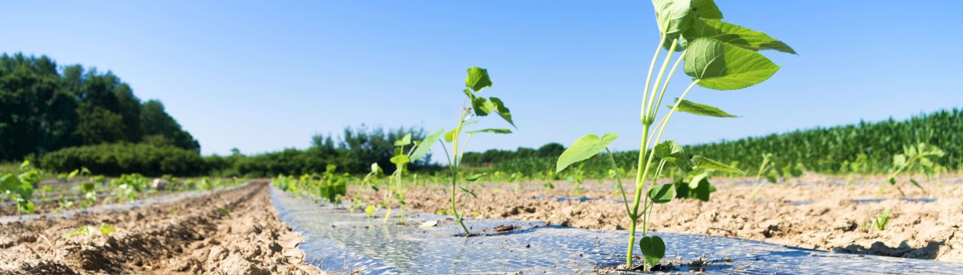 Combien de paulownia par hectare ?